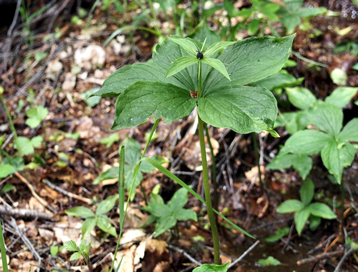 Herb Paris, True Love-knot plant